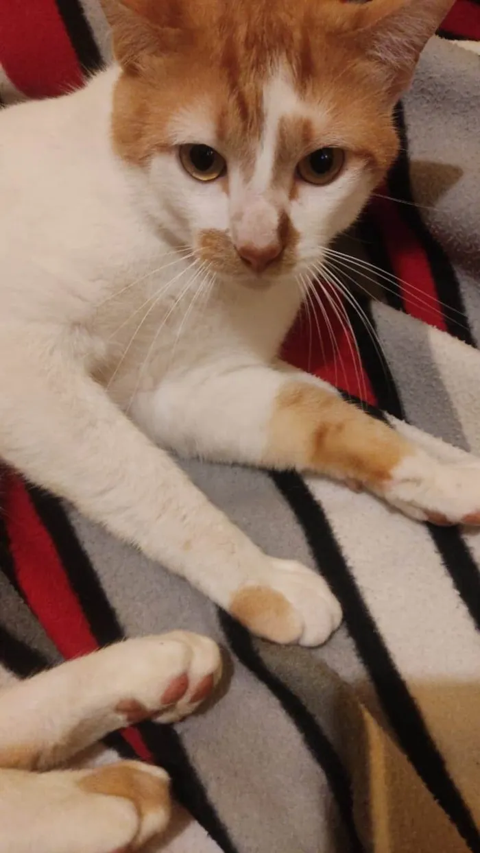 Gato ra a SRD-ViraLata idade 1 ano nome /Théo 