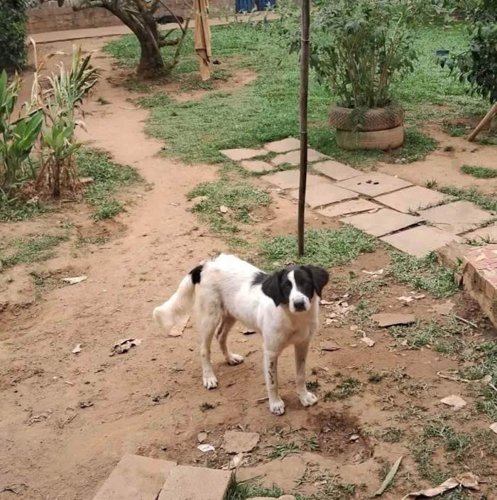 Cachorro ra a SRD-ViraLata idade 1 ano nome Don