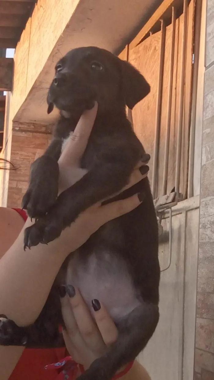 Cachorro ra a SRD-ViraLata idade Abaixo de 2 meses nome Não tem 