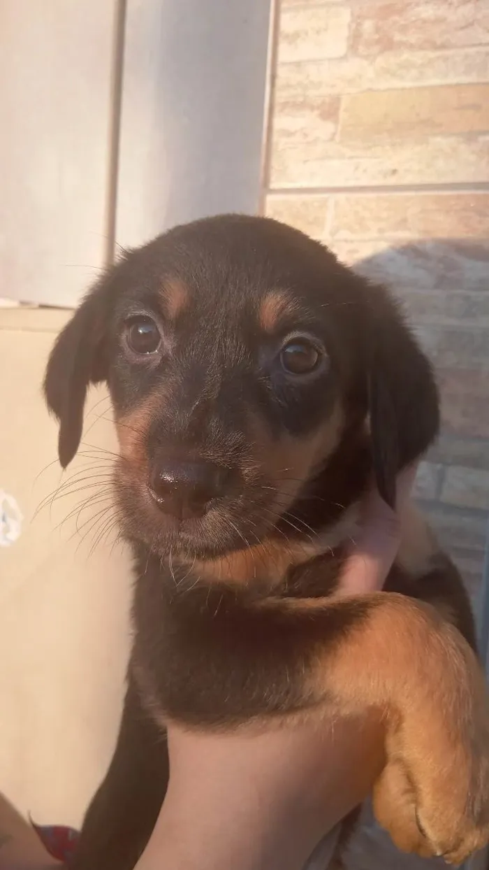 Cachorro ra a SRD-ViraLata idade Abaixo de 2 meses nome N tem nome 