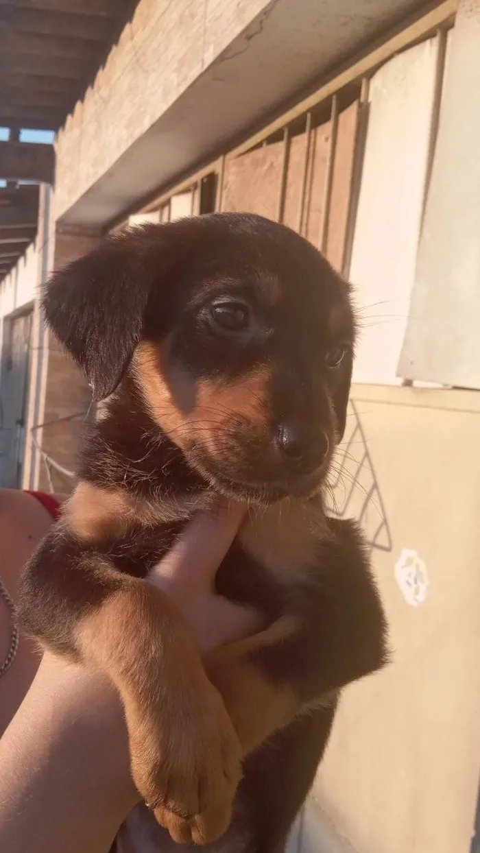 Cachorro ra a SRD-ViraLata idade Abaixo de 2 meses nome N tem nome 