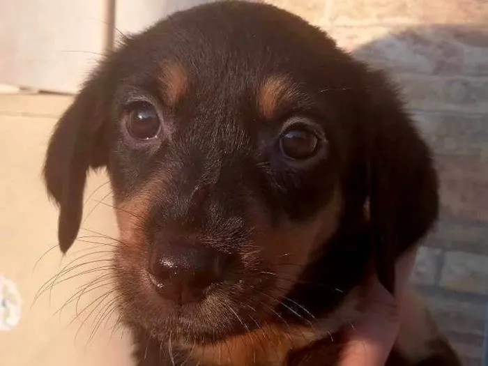 Cachorro ra a SRD-ViraLata idade Abaixo de 2 meses nome N tem nome 