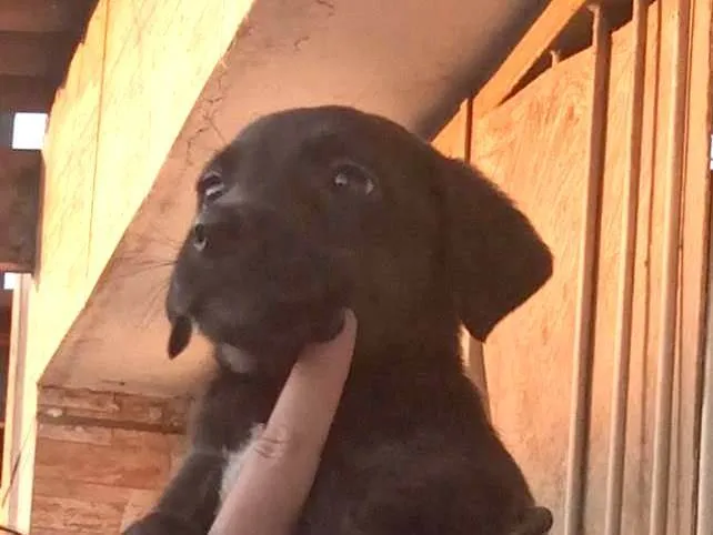 Cachorro ra a SRD-ViraLata idade Abaixo de 2 meses nome N tem nome 