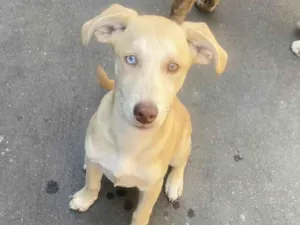 Cachorro raça SRD-ViraLata idade 2 a 6 meses nome Zeca