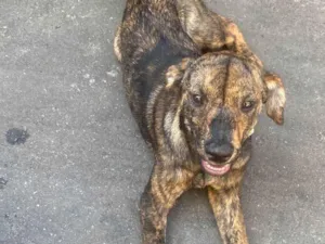 Cachorro raça SRD-ViraLata idade 2 a 6 meses nome Princesa