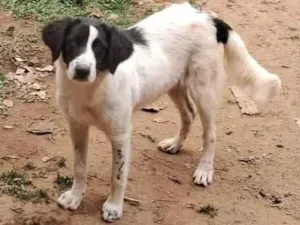 Cachorro raça SRD-ViraLata idade 1 ano nome Don