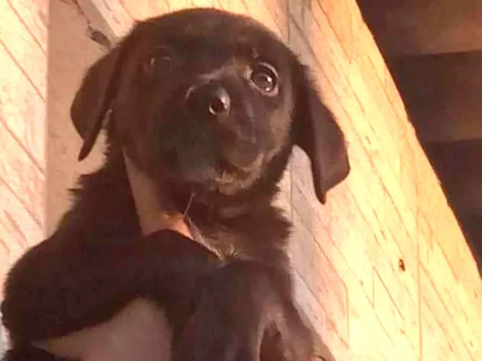 Cachorro ra a SRD-ViraLata idade Abaixo de 2 meses nome Não tem 