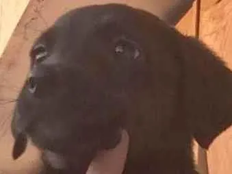 Cachorro ra a SRD-ViraLata idade Abaixo de 2 meses nome N tem nome 