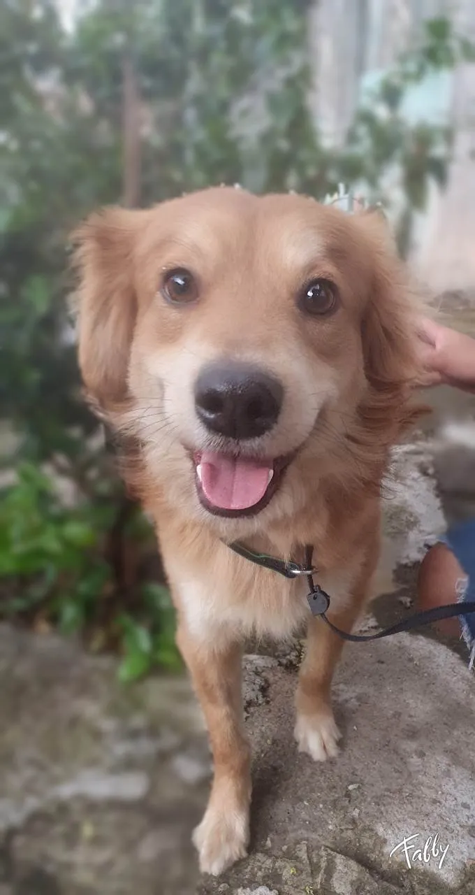 Cachorro ra a SRD idade 2 anos nome Faísca 