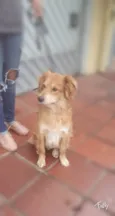Faísca 