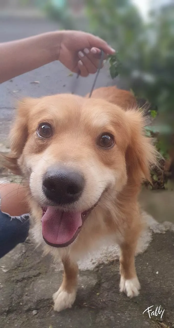 Cachorro ra a SRD idade 2 anos nome Faísca 