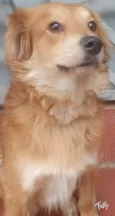 Faísca 