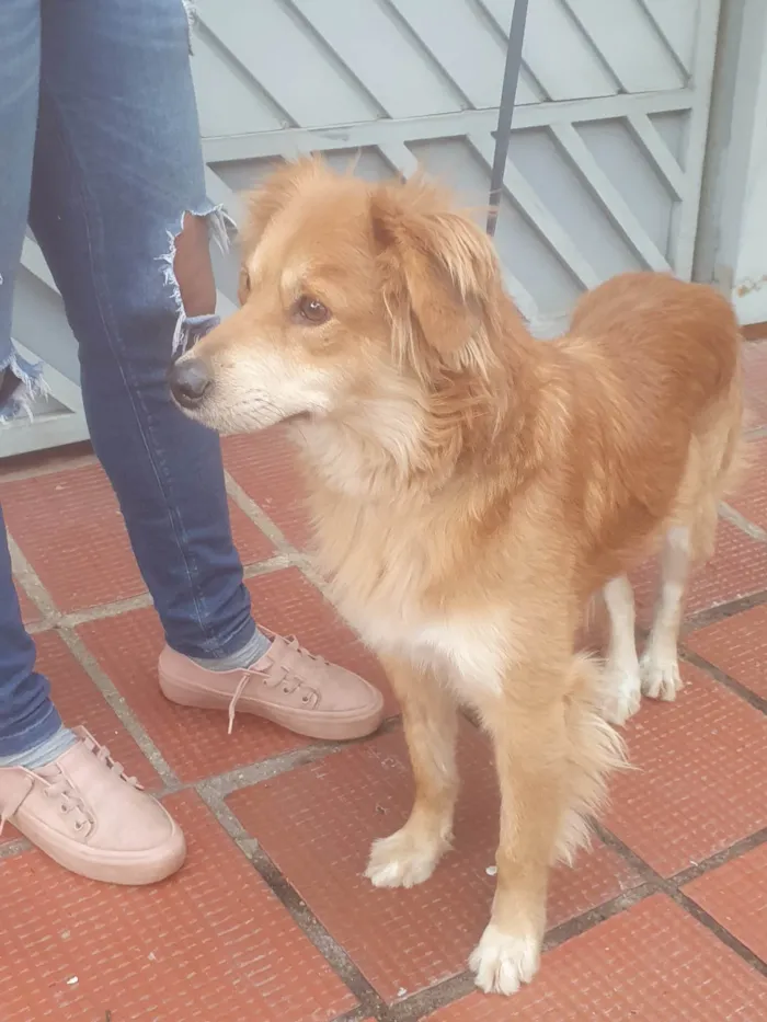 Cachorro ra a SRD idade 2 anos nome Faísca 