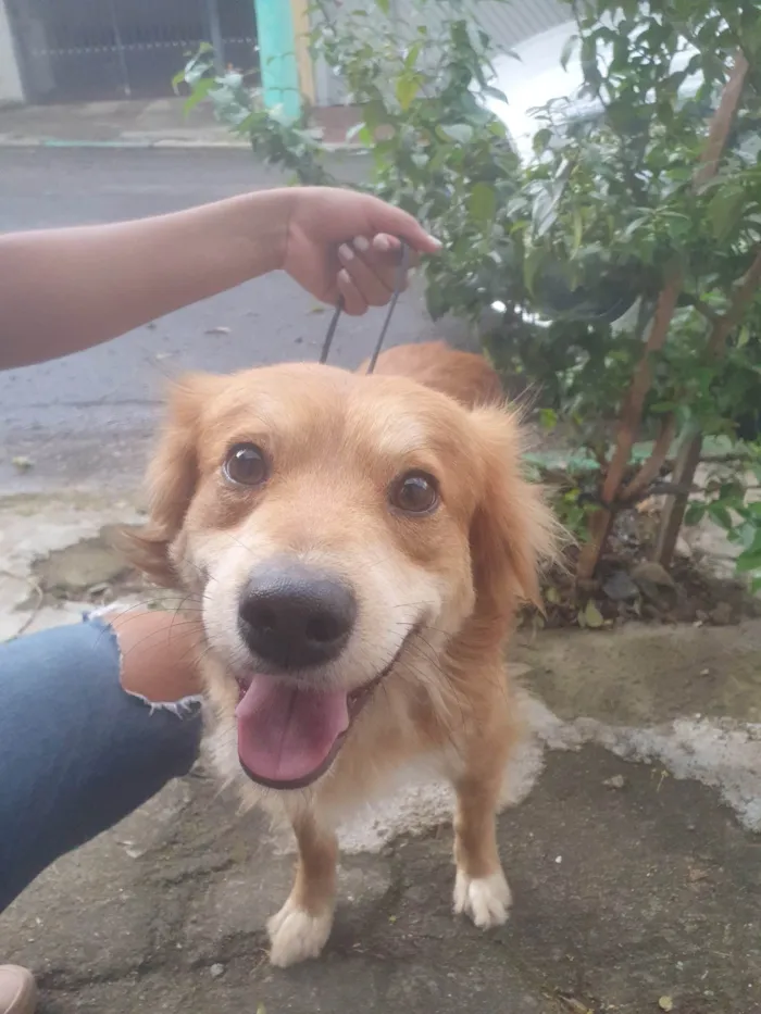 Cachorro ra a SRD idade 2 anos nome Faísca 