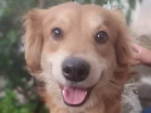 Cachorro raça SRD idade 2 anos nome Faísca 