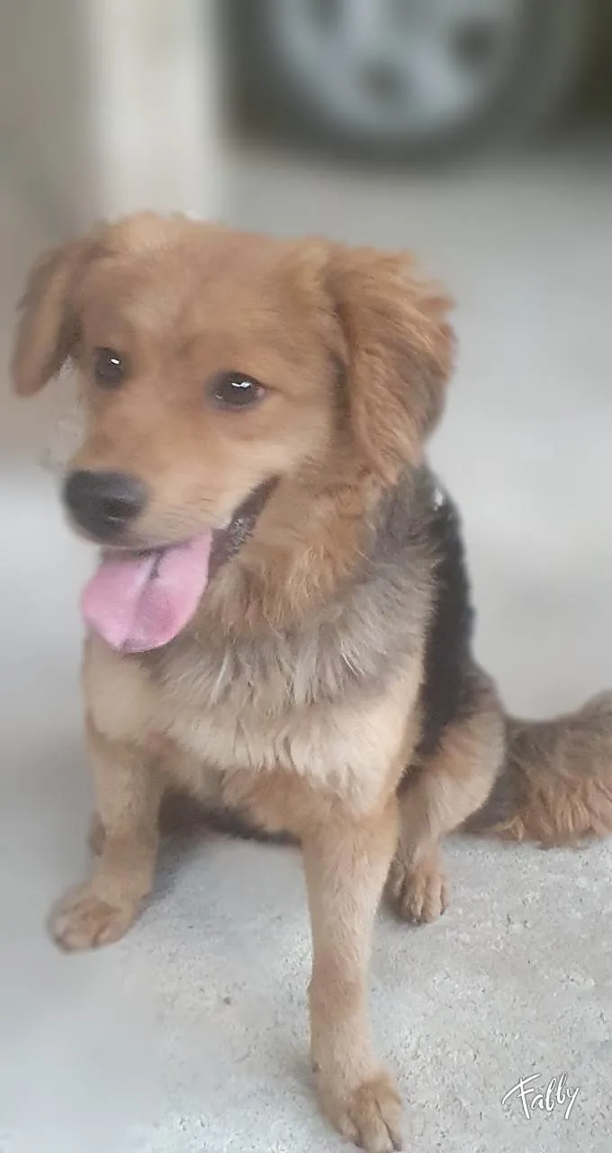 Cachorro ra a Srd idade 7 a 11 meses nome BEBEL