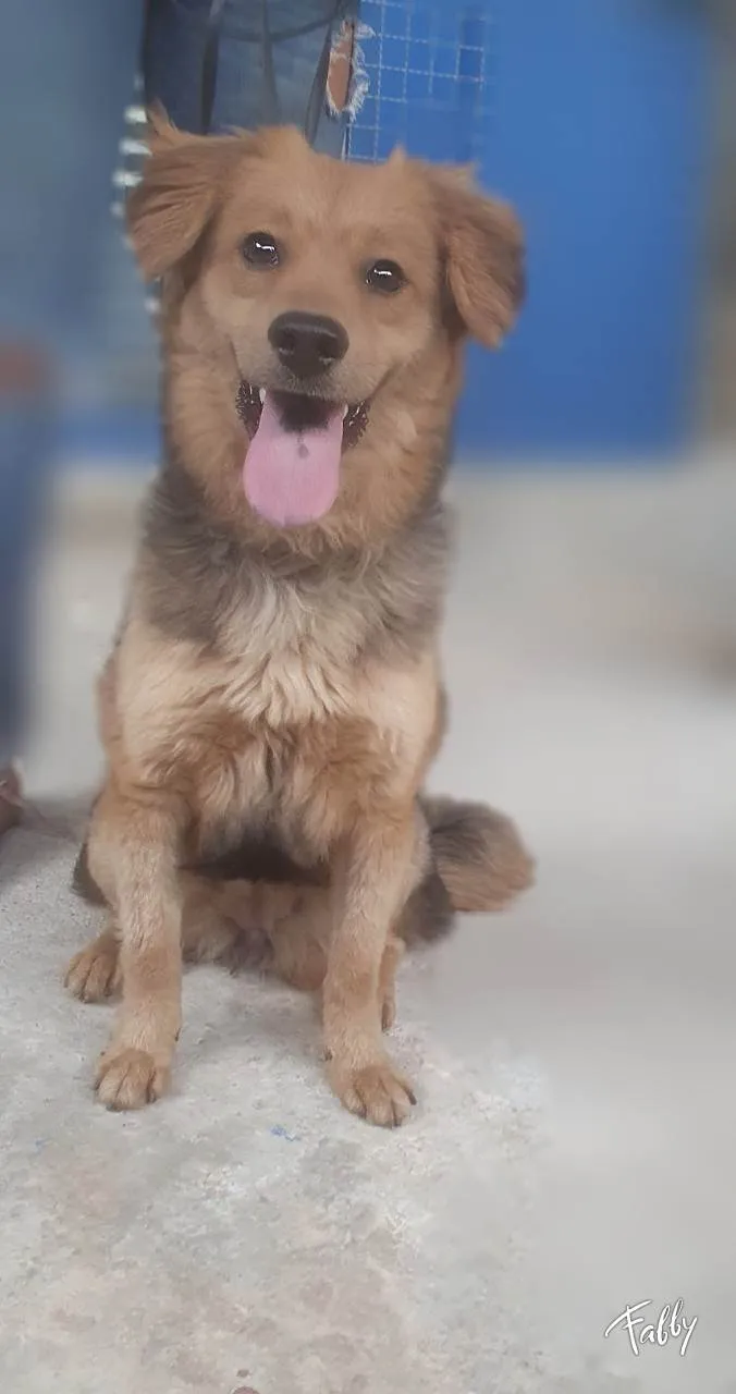 Cachorro ra a Srd idade 7 a 11 meses nome BEBEL