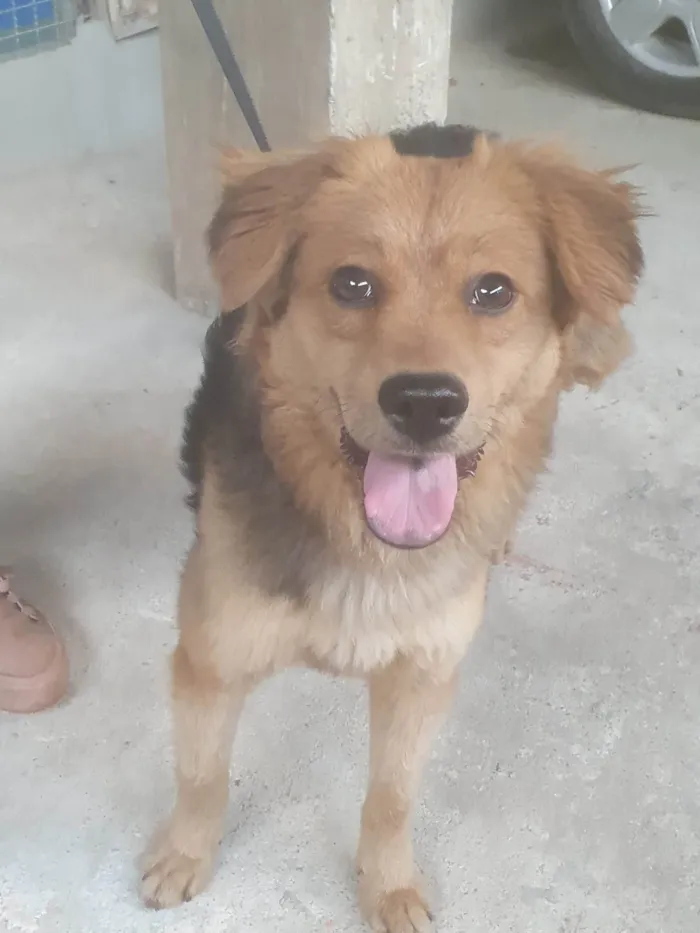 Cachorro ra a Srd idade 7 a 11 meses nome BEBEL