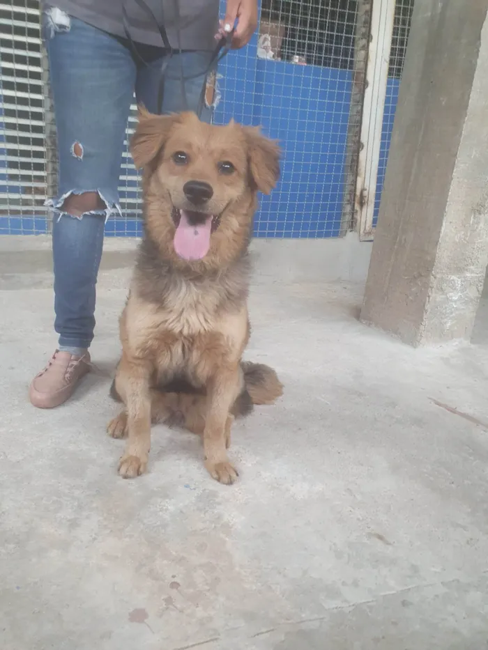 Cachorro ra a Srd idade 7 a 11 meses nome BEBEL