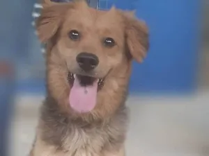 Cachorro raça Srd idade 7 a 11 meses nome BEBEL