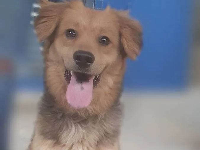 Cachorro ra a Srd idade 7 a 11 meses nome BEBEL