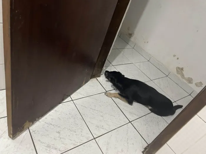 Cachorro ra a SRD-ViraLata idade 7 a 11 meses nome Pitoco