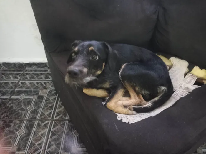 Cachorro ra a SRD-ViraLata idade 7 a 11 meses nome Pitoco