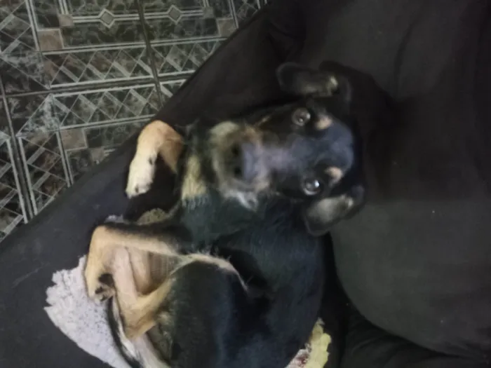 Cachorro ra a SRD-ViraLata idade 7 a 11 meses nome Pitoco