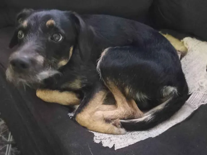 Cachorro ra a SRD-ViraLata idade 7 a 11 meses nome Pitoco