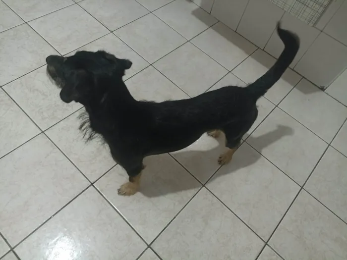 Cachorro ra a SRD-ViraLata idade 7 a 11 meses nome Pitoco