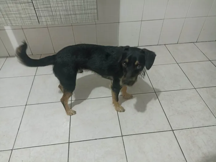 Cachorro ra a SRD-ViraLata idade 7 a 11 meses nome Pitoco