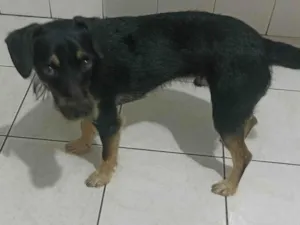 Cachorro raça SRD-ViraLata idade 7 a 11 meses nome Pitoco