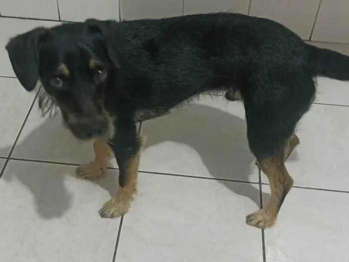 Cachorro ra a SRD-ViraLata idade 7 a 11 meses nome Pitoco