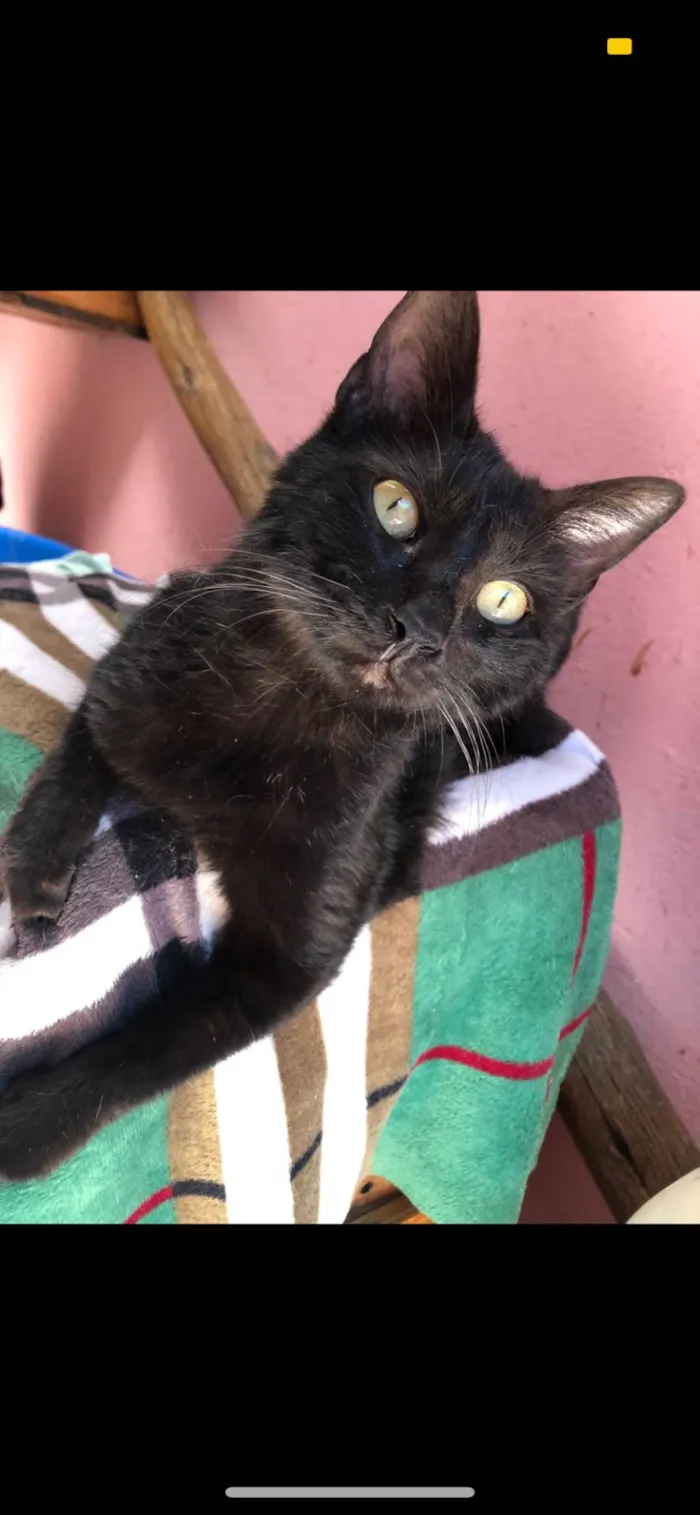 Gato ra a Black SRD idade 7 a 11 meses nome Jimmi 
