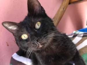Gato raça Black SRD idade 7 a 11 meses nome Jimmi 