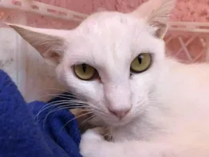 Gato raça SRD-blanc idade 7 a 11 meses nome Bianca