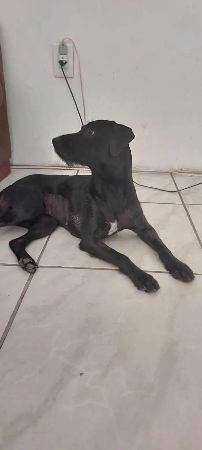Cachorro ra a SRD-ViraLata idade 7 a 11 meses nome Juju