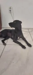 Juju