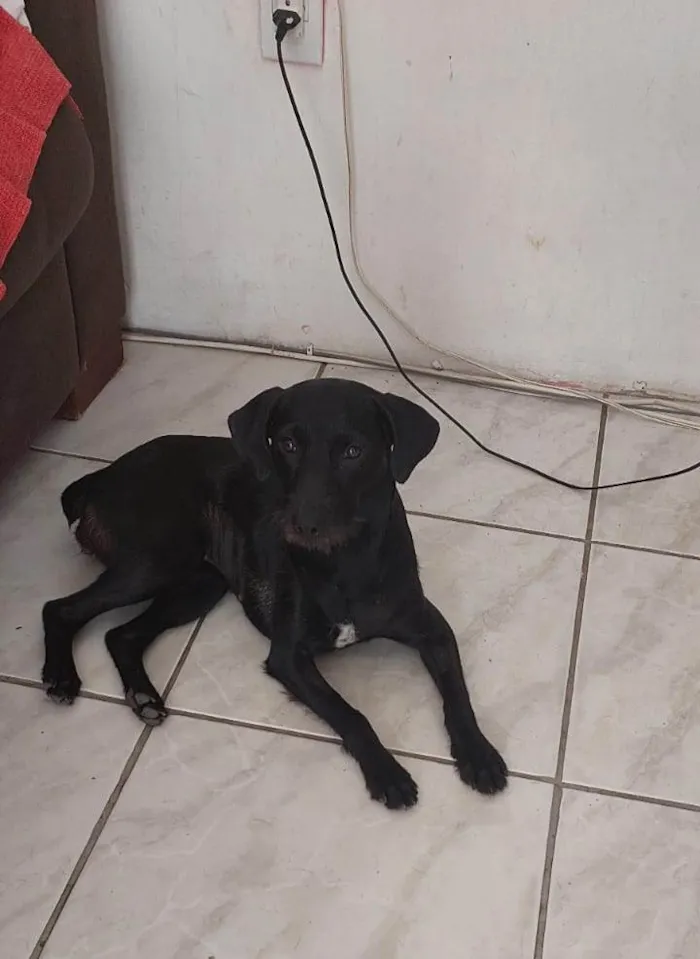 Cachorro ra a SRD-ViraLata idade 7 a 11 meses nome Juju