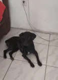 Juju