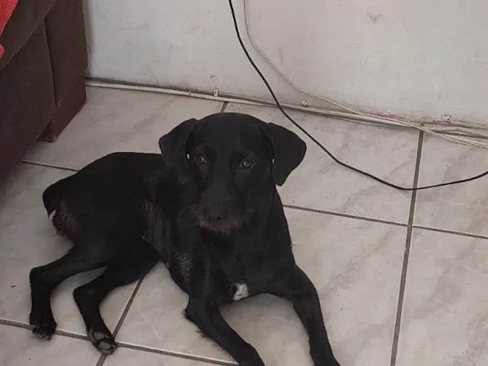 Cachorro ra a SRD-ViraLata idade 7 a 11 meses nome Juju