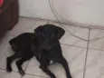 Juju