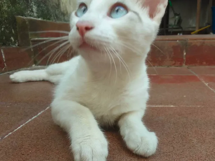 Gato ra a Gato idade 7 a 11 meses nome .