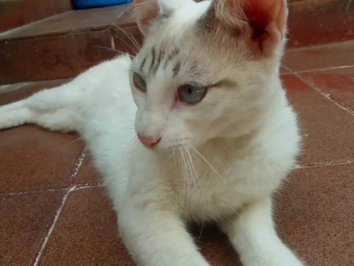 Gato ra a Gato idade 7 a 11 meses nome .