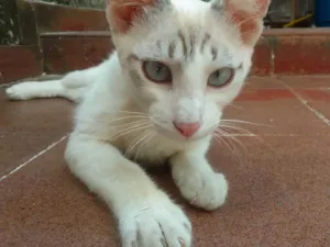 Gato raça Gato idade 7 a 11 meses nome .