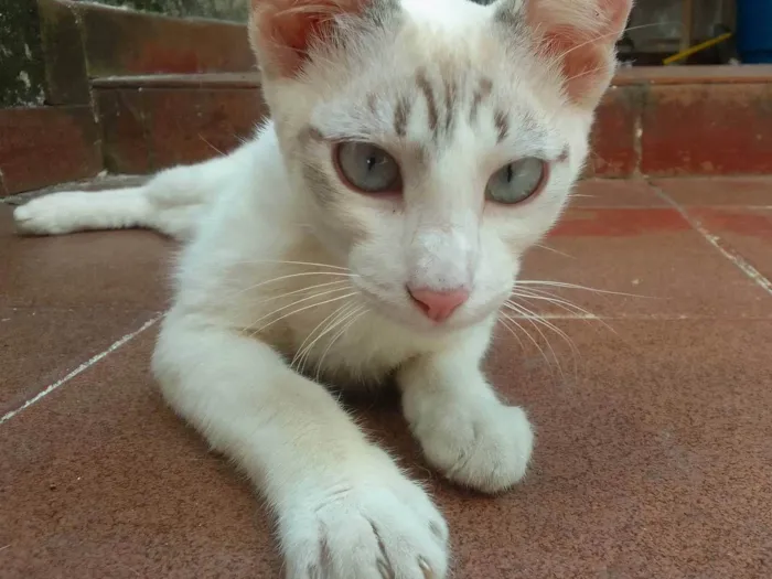 Gato ra a Gato idade 7 a 11 meses nome .