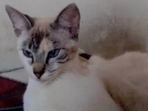 Gato raça Gato idade 7 a 11 meses nome .