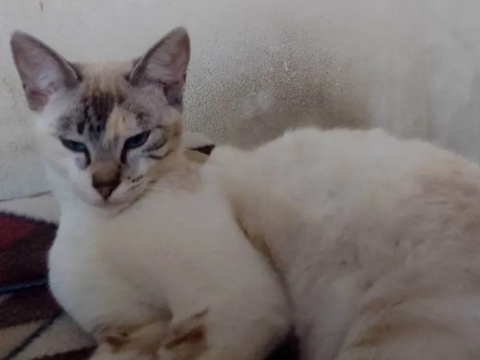 Gato ra a Gato idade 7 a 11 meses nome .