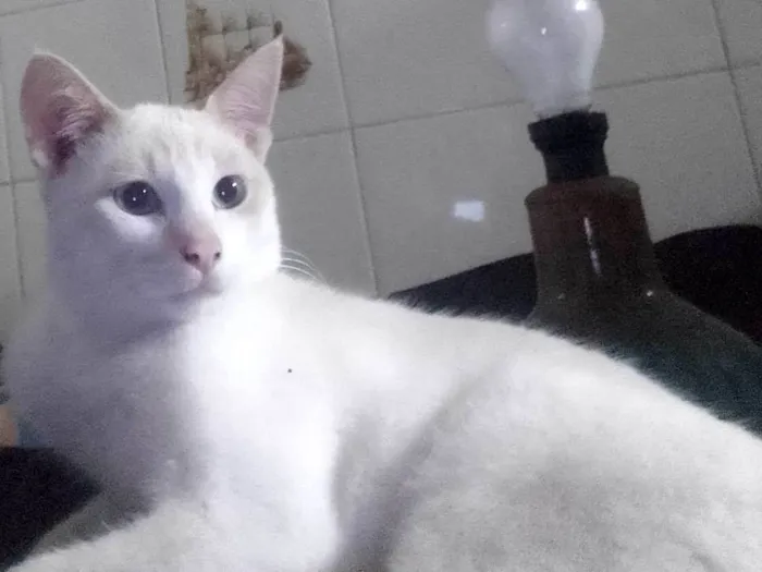 Gato ra a gato idade 7 a 11 meses nome pastel