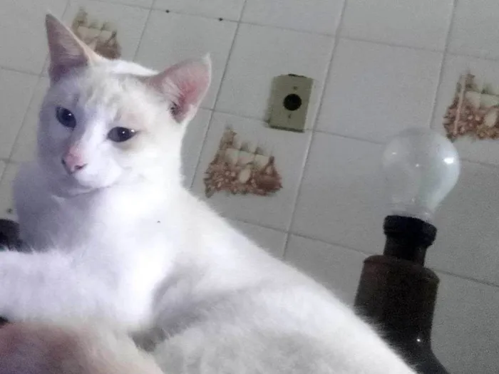 Gato ra a gato idade 7 a 11 meses nome pastel